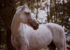 portrait d'un cheval blanc espagnol