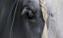 gros plan de l'oeil d'un cheval avec la criniére tressée