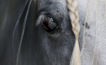 Equus Eyes Collection