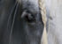 gros plan de l'oeil d'un cheval gris avec une natte blanche sur le front
