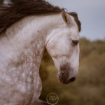 Equus Natural Collection