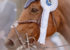 photodine64-cso