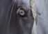 oeil bleu d'un cheval gris