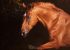 portrait d'un cheval alezan galopant