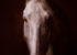 tête de cheval blanc mélangée avec l'oeuvre de théodore géricault