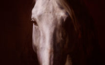 tête de cheval blanc mélangée à la peinture de théodore géricault