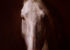 tête de cheval blanc mélangée à la peinture de théodore géricault