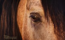 gros plan de l'oeil d'un cheval ibérique doré
