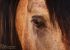 gros plan de l'oeil d'un cheval ibérique doré