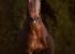 portrait d'un cheval en liberté galopant de face