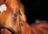 gros plan de l'oeil d'un cheval dans la lumière dorée du soir