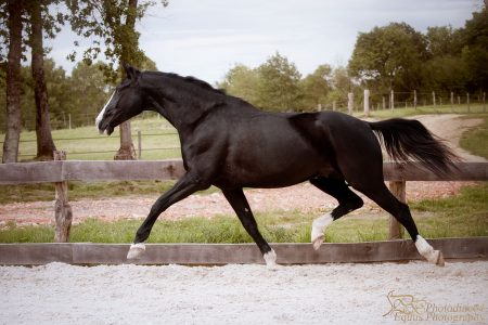 lancelot photodine64 equestrian