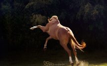 cheval en liberté qui bondi