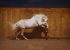 cheval blanc galopant dans une arène