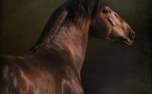 portrait graphique d'un cheval ibérique de dos