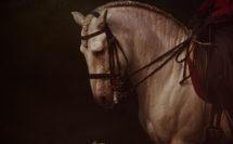 portrait d'un cheval ibérique avec bride sur fond noir
