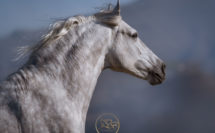 Equus Natural Collection
