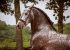 saudade photodine64 equestrian