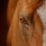 Equus Eyes Collection