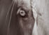 gros plan de l'oeil d'un cheval en noir et blanc