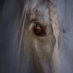 Equus Eyes Collection