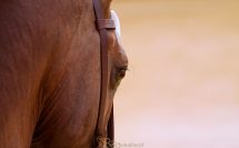 oeil d'un cheval ibérique sur fond jaune