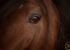 gros plan de l'oeil d'un cheval bai