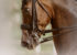 photodine64-dressage