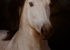 portrait d'un cheval blanc dans la nuit