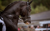 cheval noir en concours de dressage