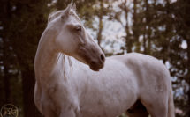 Cheval blanc espagnol