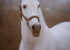 cheval blanc pure race espagnol
