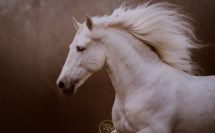 cheval avec longue crinière blanche