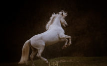 cheval blanc cabré
