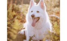 berger blanc suisse