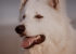 portrait chien blanc plage